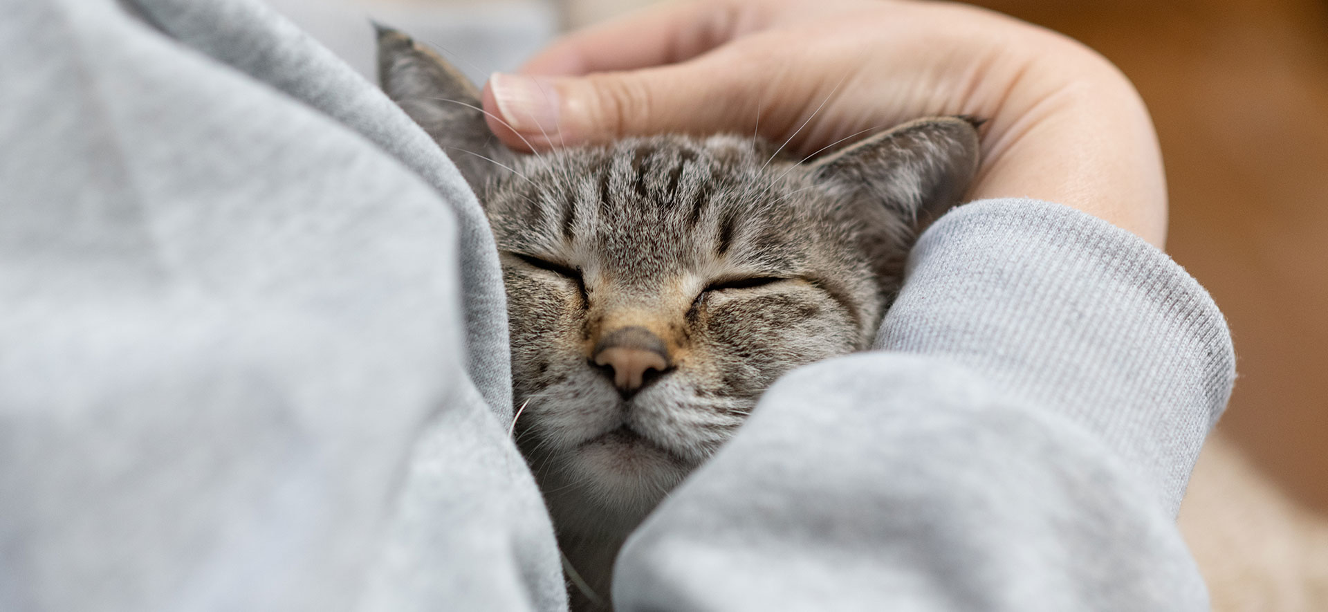  ¿Cómo acariciar a un gato que no se deja?